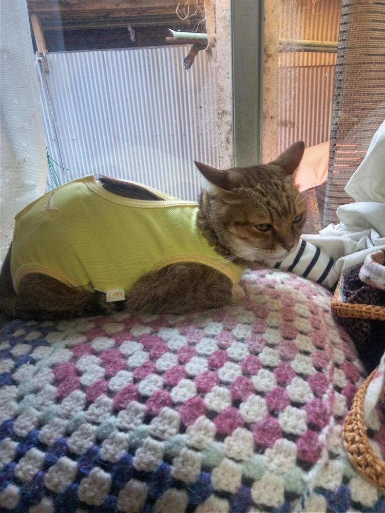 猫綱のプロフィール画像
