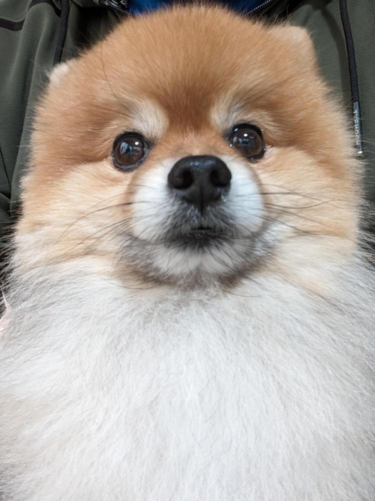 ダンガーのプロフィール画像